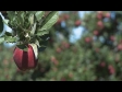 Apples Red Delicious 2 1283